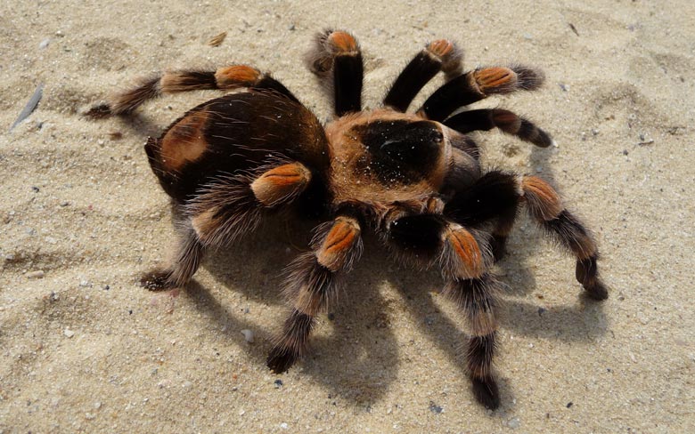 Tarantula Spider