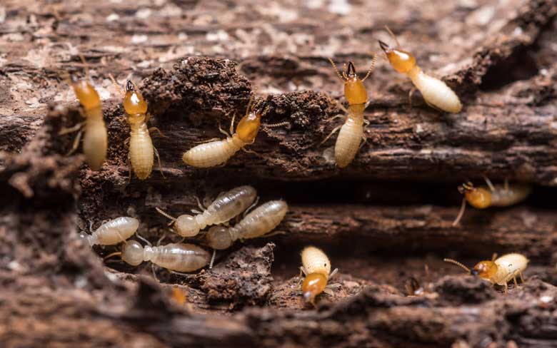 Termites