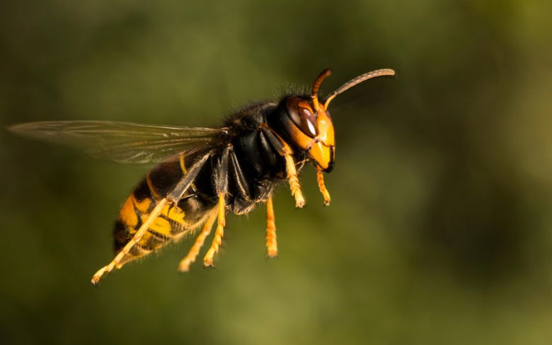 The Asian Hornet (Giant Japanese)