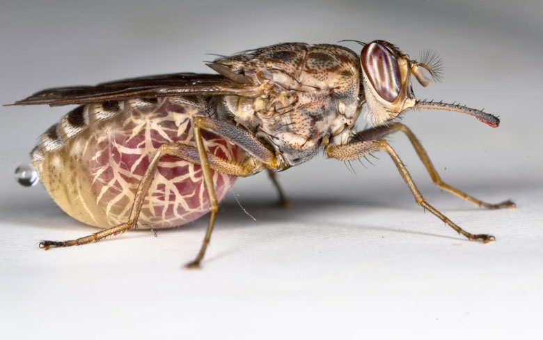 Tsetse fly