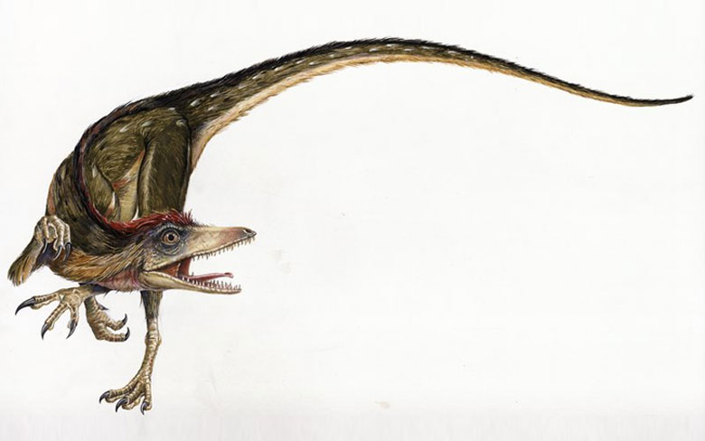 Sinosauropteryx