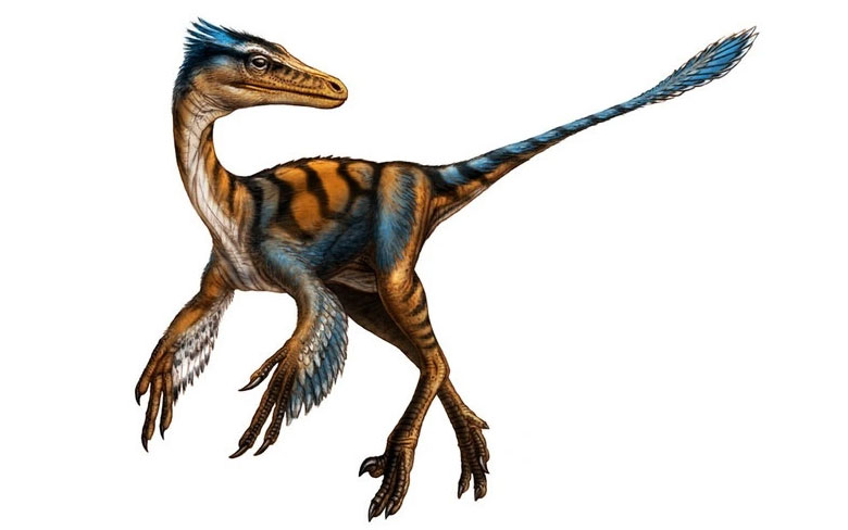 Troodon