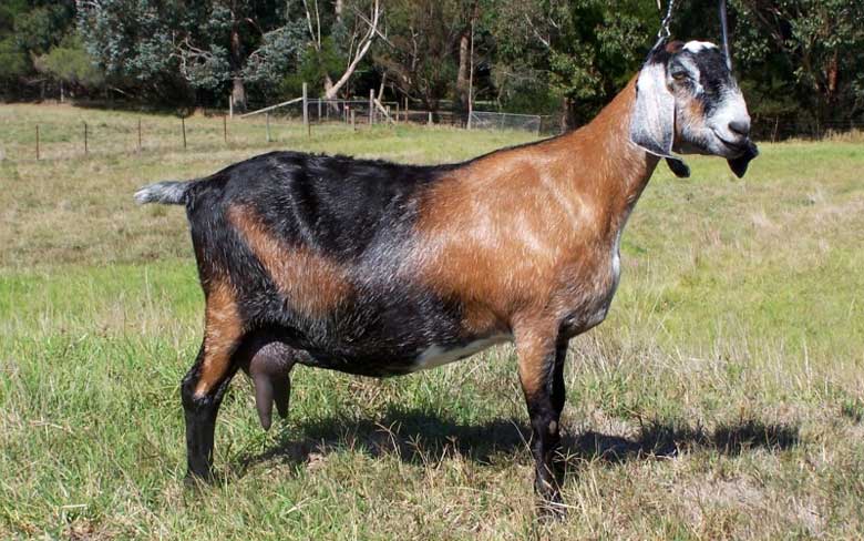 Anglo-Nubian Goat