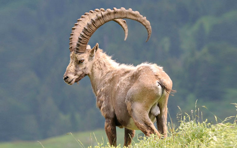 Ibex Hybrid