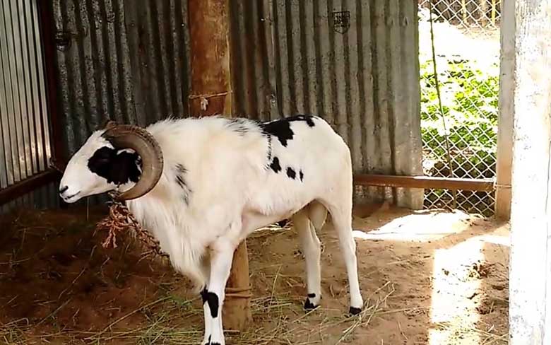 Madurai goat