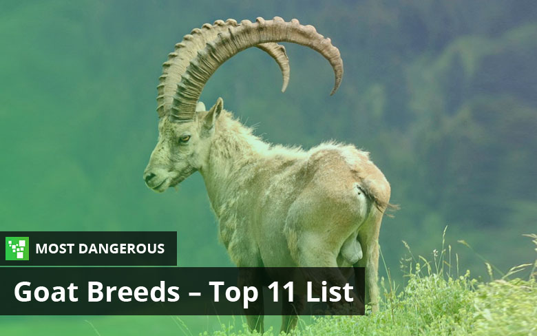 Most Dangerous Goat Breeds – Top 11 List