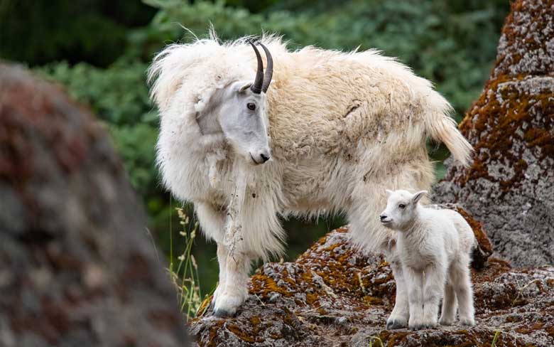 Mountain Goat