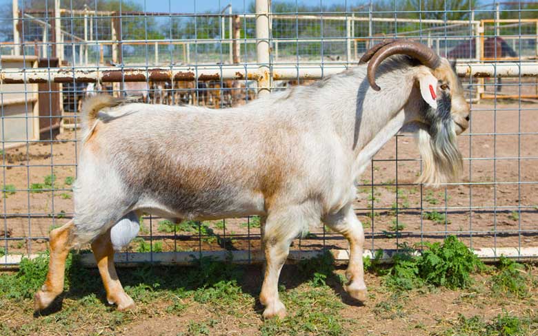 Spanish Goat