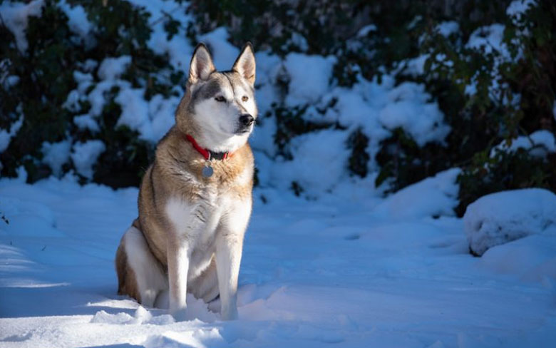 Alaskan Husky