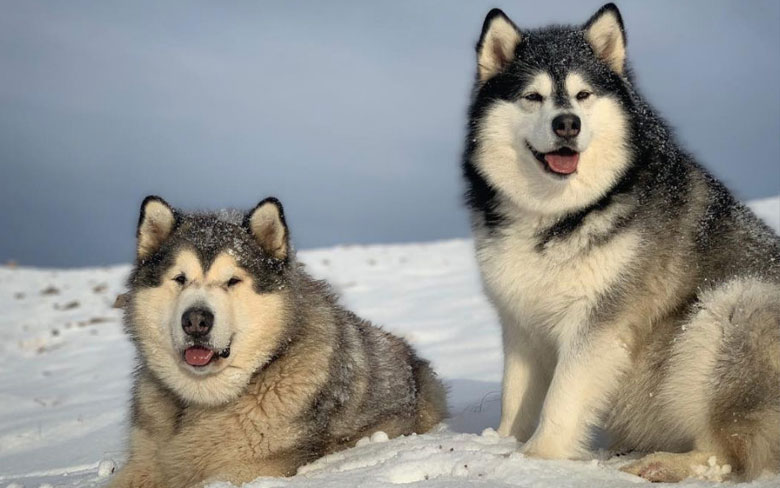 Alaskan Malamute