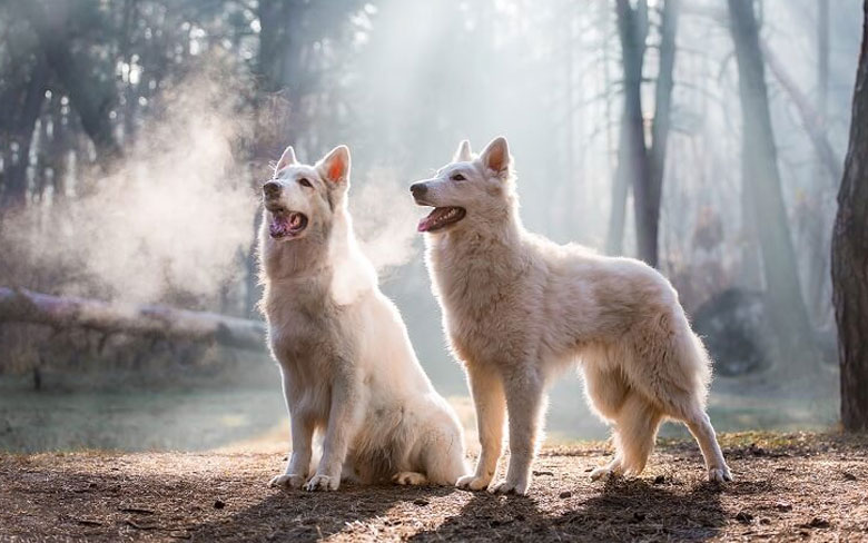 Northern Inuit dog