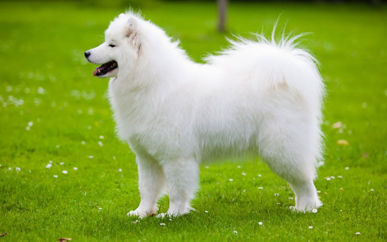 Samoyed dog