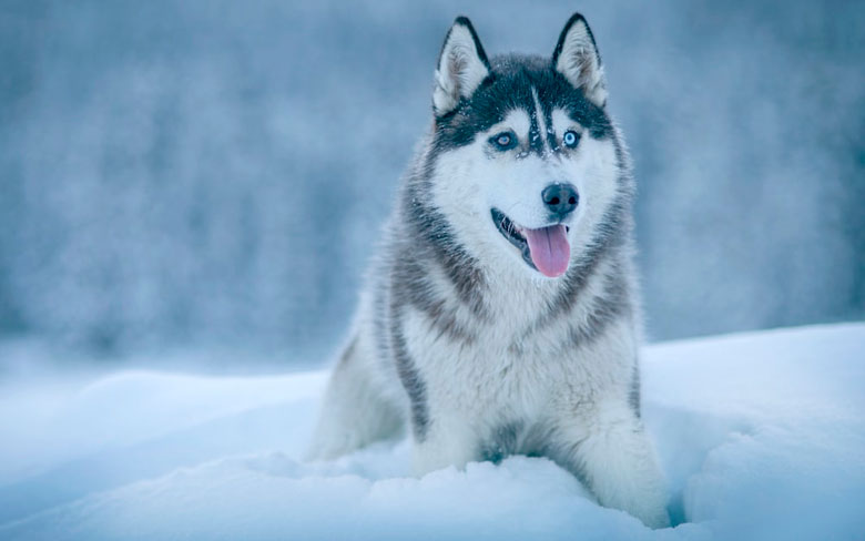 Siberian Husky