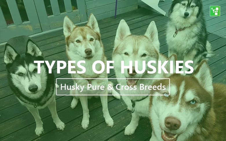 Types of Huskies - Husky Pure & Cross Breeds