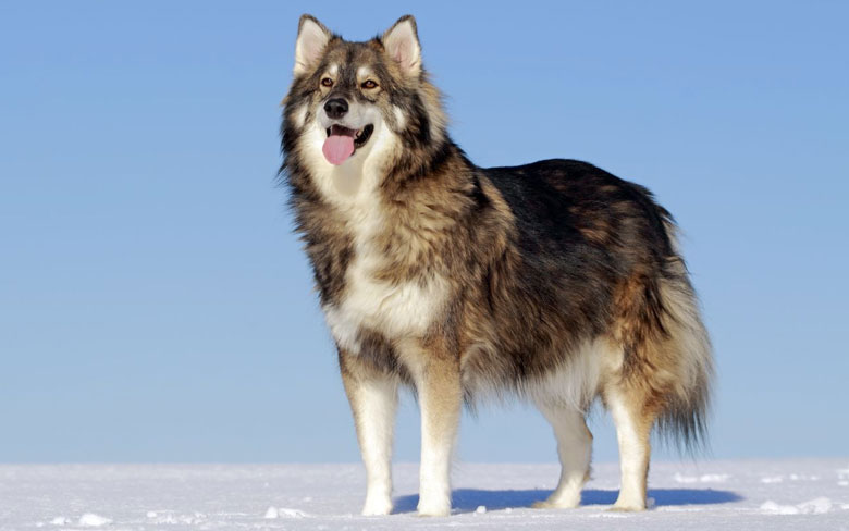 The Utonagan dog