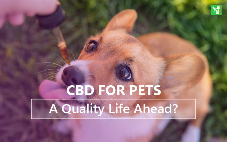 CBD For Pets, A Quality Life Ahead?