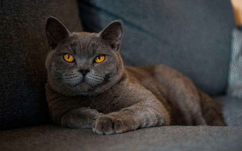 British Shorthair