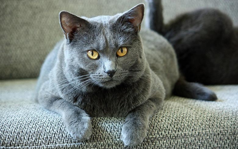 Chartreux