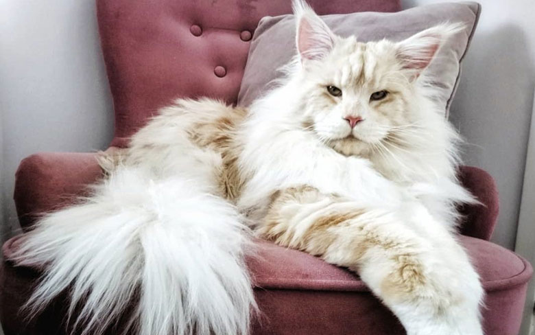 Maine Coon