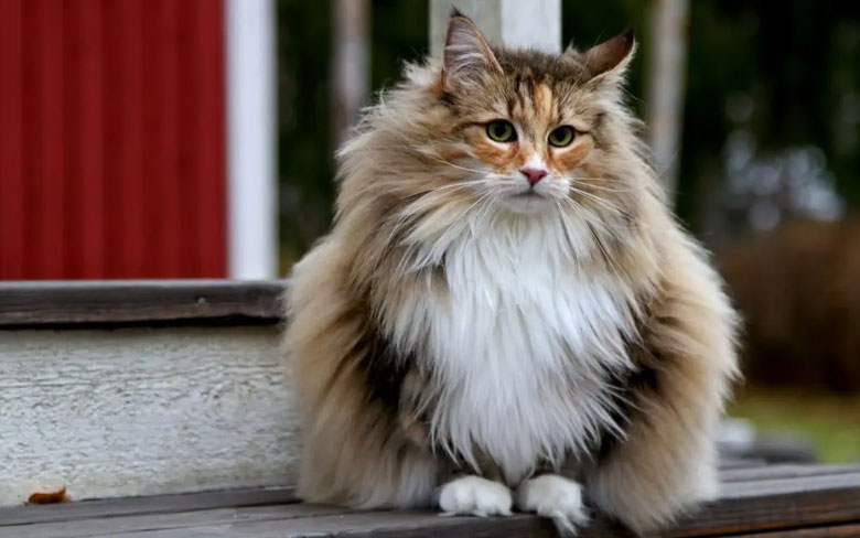 Norwegian Forest Cat