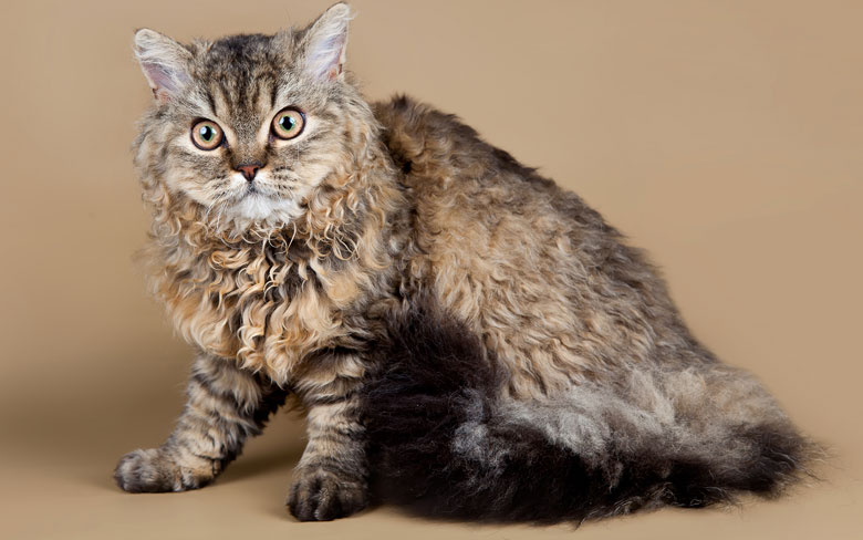 Selkirk Rex