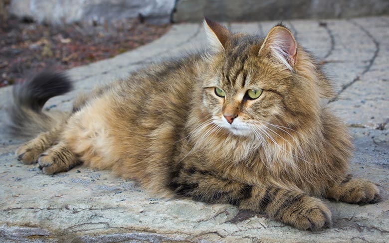 Siberian Cat