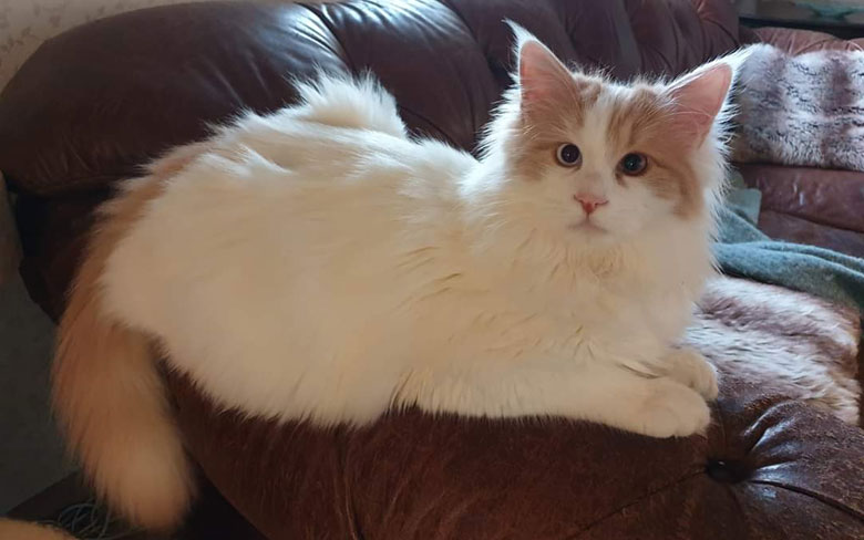 Turkish Van