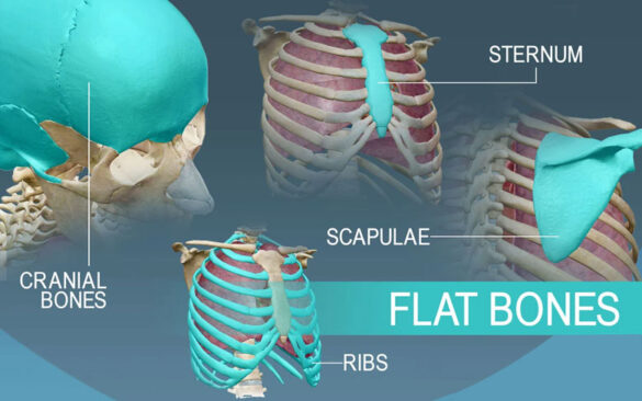 description of flat bones