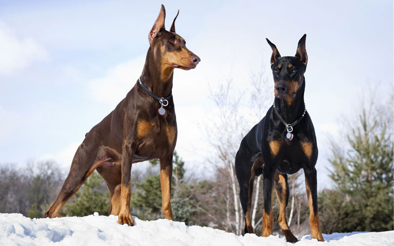 How To Improve Dogs Aging? How To Improve Dogs Aging?