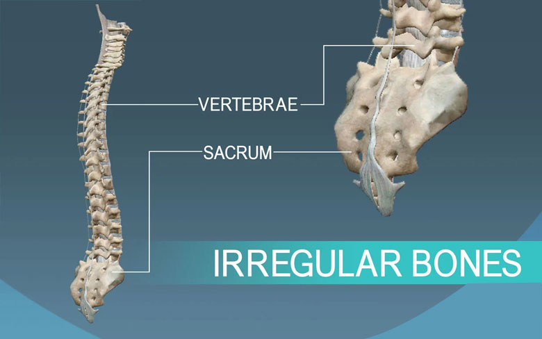 Irregular Bones