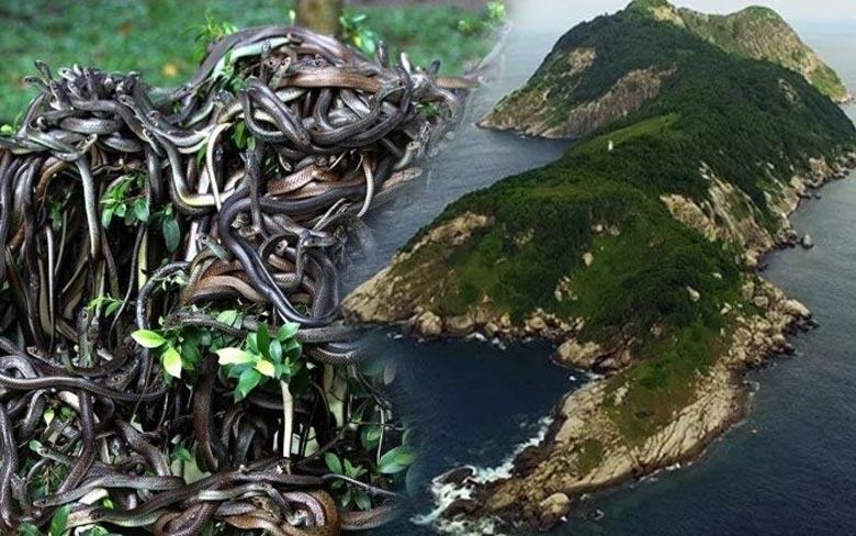 The Snake Island, Brazil