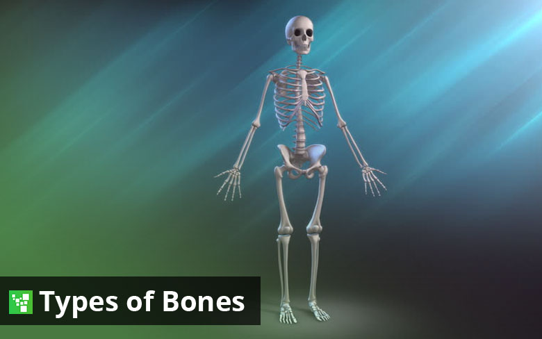 Types of Bones in The Human Skeleton