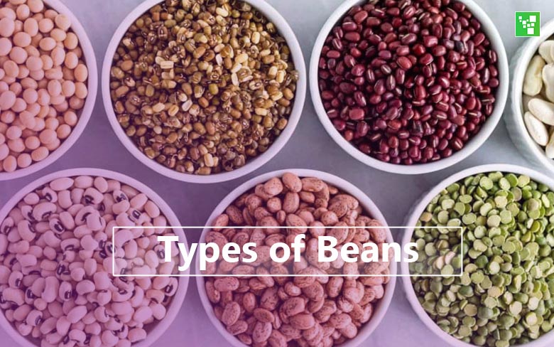 16 Common Types Of Beans And How To Use Them Ultimate Topics