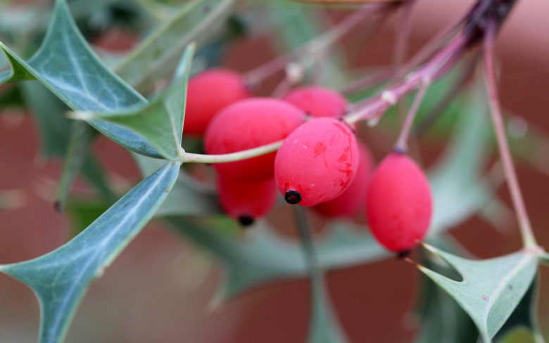 Agarita Berries