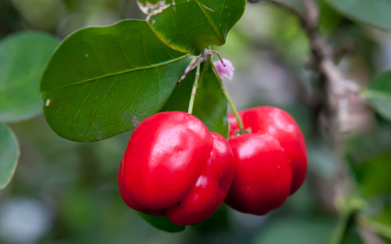 Barbados Berries