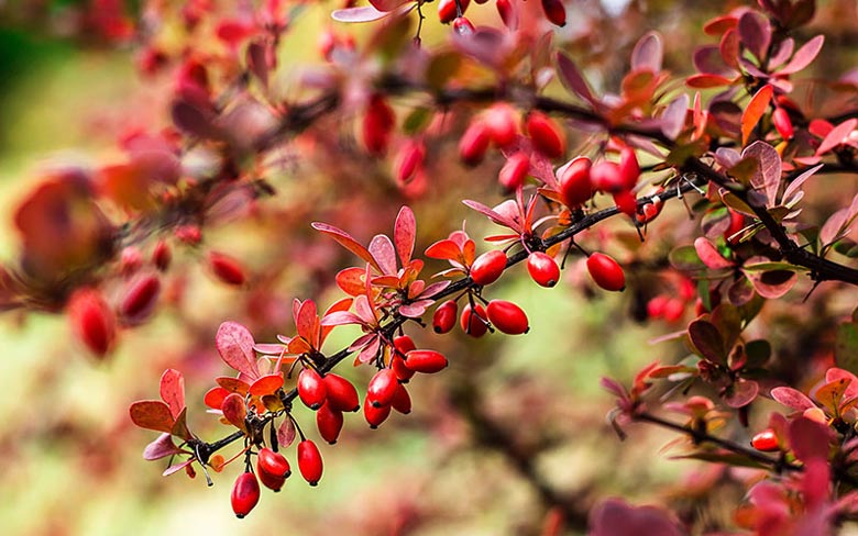 Barberry