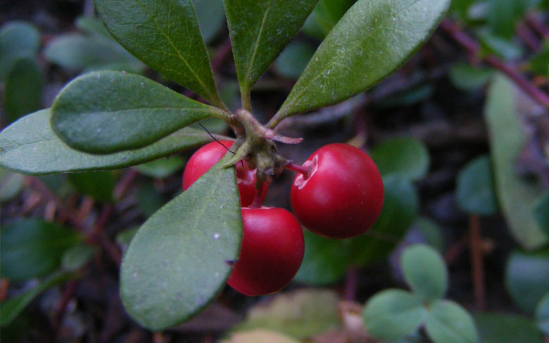 Bearberry