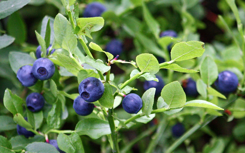 Bilberry