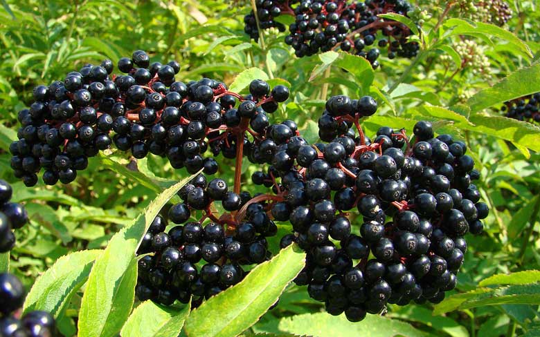 Elderberry