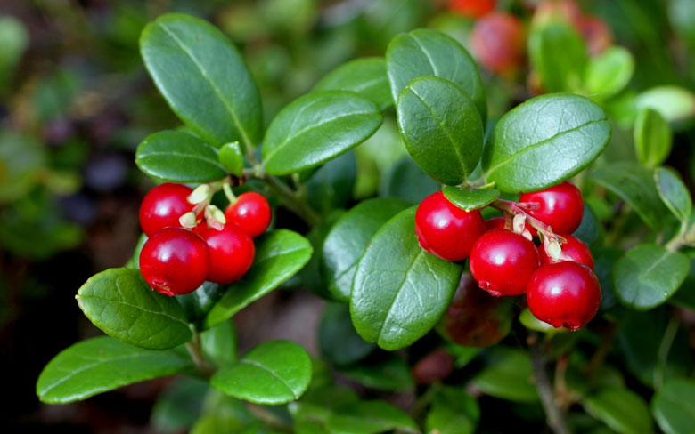 Lingonberry