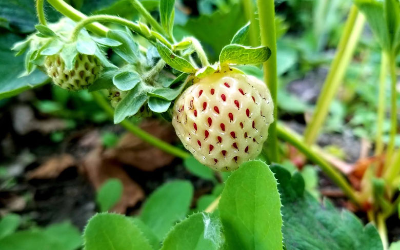 Pineberries