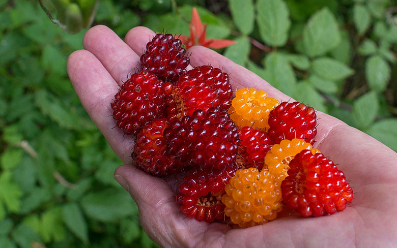 Salmonberry