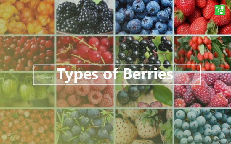 Types of Berries – Top 24 List