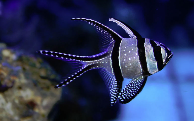 Banggai Cardinalfish