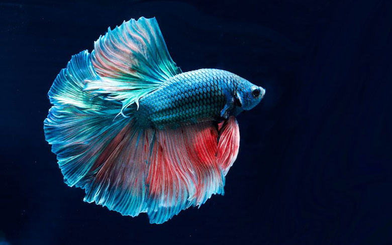 Betta Fish