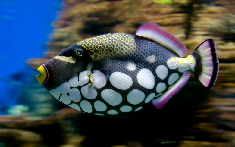 Clown Triggerfish