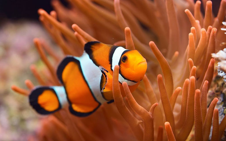 Clownfish