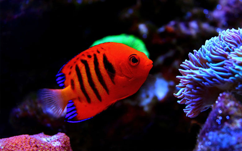 Flame Angelfish