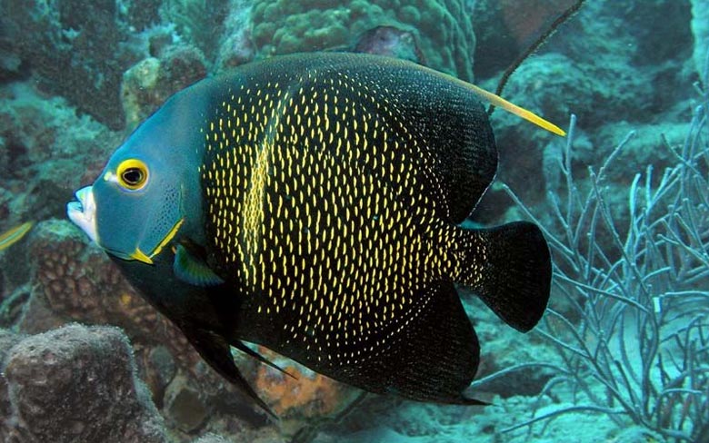 French Angelfish