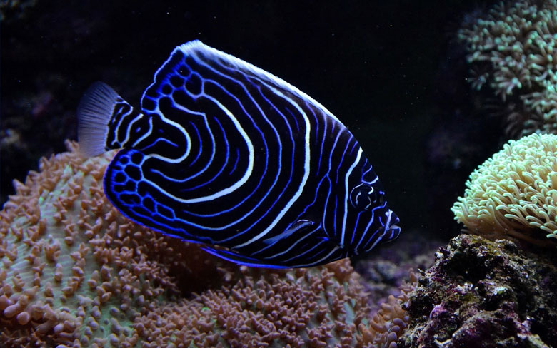 Juvenile Emperor Angelfish